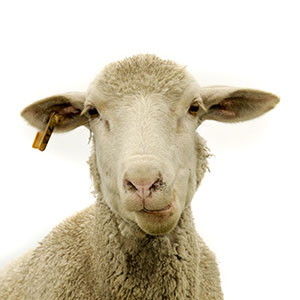Oveja Dolly